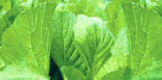 Điều gì sẽ xảy ra với sức khỏe khi bạn ăn rau cải đắng?