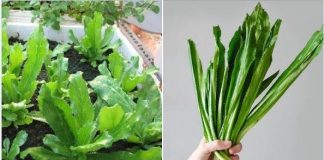 Rau mùi tàu có tác dụng gì?