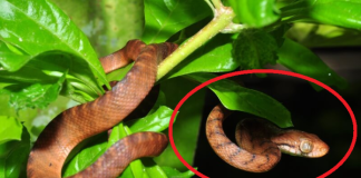 Vườn nhà trồng 4 loại cây này rắn mê như điếu đổ, 3 loại rắn thấy chạy xa không dám bén mảng