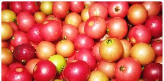 11 lợi ích bất ngờ của quả trứng cá với sức khỏe