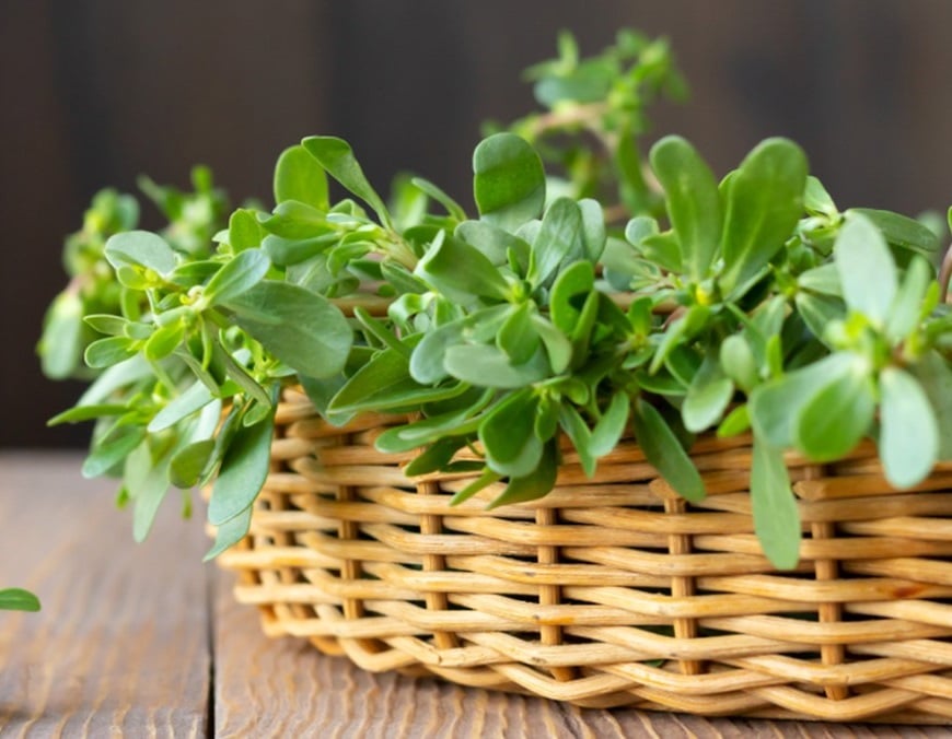 rau-mua-he-bo-hon-thit-01