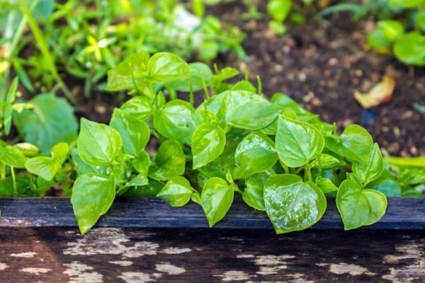 rau-mua-he-bo-hon-thit-03