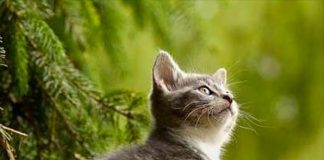 3 tuổi số đỏ nhất tháng 4/2024, mở cửa là có lộc, phất lên vù vù, đếm tiền mệt nghỉ