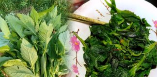 Thứ rau dại nào xưa bộ đội ăn chống đói nay nhà giàu mới được ăn xào mỡ lợn thấy ngon hơn ăn cá, thịt?