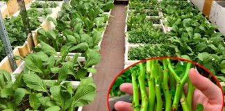 7 loại rau nhặt xong nhớ giữ lại cành, đem cắm xuống đất quanh năm có rau ăn