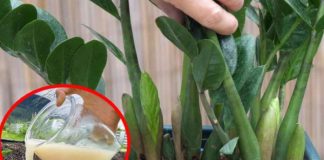 Hòa thứ này vào nước tưới cho cây kim tiền, chồi non lên xanh mượt, sớm ra hoa mang lộc về nhà