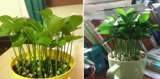 Mẹo hay với hạt chanh, cách trồng đơn giản để có một chậu chanh vừa làm cảnh lại thơm nức nhà