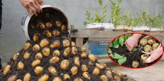 Mẹo trồng khoai tây trong chậu cho củ vừa to vừa bở