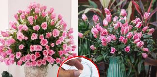 Cắm hoa đừng chỉ dùng nước lã, làm theo cách này để hoa tươi lâu, để cả tuần chưa héo