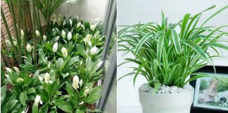 Mất 27 năm nghiên cứu tìm ra 10 loại cây nhả khí oxy ban đêm, để trong phòng ngủ còn đuổi muỗi, hút khí độc