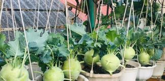 Nhớ nhé: Những người tuyệt đối không ăn su hào dù thèm đến mấy