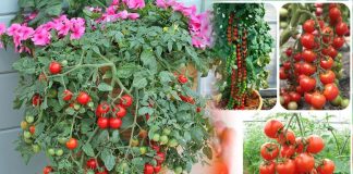 Tự trồng cà chua sạch tại nhà nhớ đặt 6 thứ này vào gốc để cây lớn ‘nhanh như thổi’, quả sai trĩu trịt