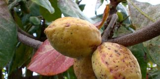 Lợi ích không ngờ từ quả bàng với sức khỏe