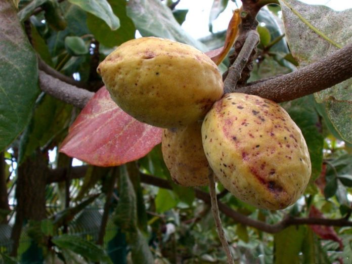 431314451_122127381482177881_191