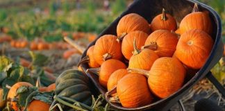 Ăn bí đỏ hàng ngày có tốt không?