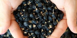 Công dụng của hắc kỷ tử ít người biết