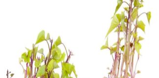 Khoai tây mọc mầm là cực độc, vậy còn khoai lang mọc mầm thì sao? Chúng tăng dinh dưỡng hay giảm dinh dưỡng? Rất nhiều người hiểu lầm điều này