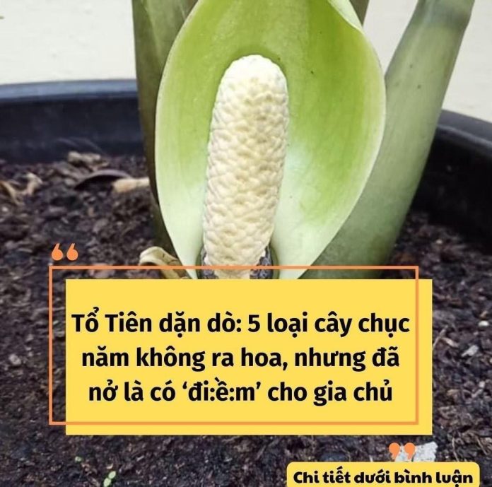 433402158_395550113223415_300431