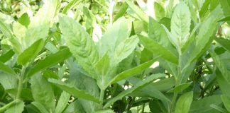 Nếu may mắn gặp cây này, đừng vội chặt đi, hàng nghìn người sống lại chỉ bằng 7 bài thuốc từ lá của nó