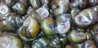 Ốc đồng: Không chỉ ăn ngon mà còn chữa bệnh