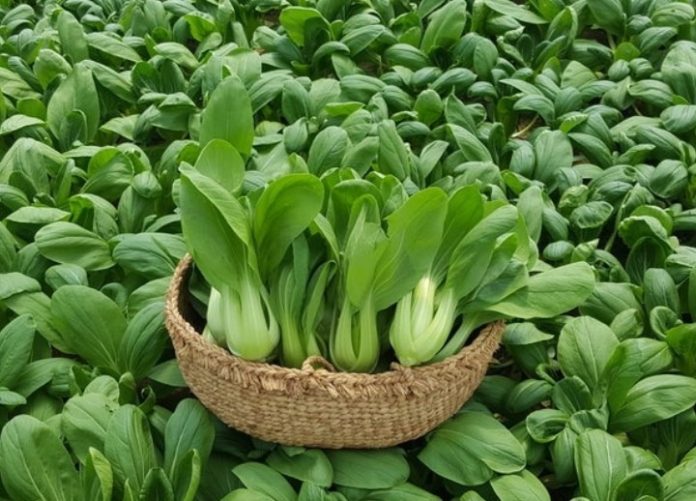 7abbf7aca7a09904a7ced17fdede5c46