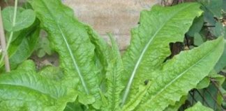 Tác dụng của rau diếp thơm đối với sức khỏe