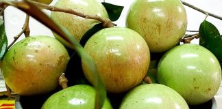 Tư vấn dinh dưỡng: Thành phần có trong quả vú sữa và lợi ích đem lại