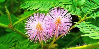 Cây Xấu Hổ tốt cho gan, tốt cho xương khớp