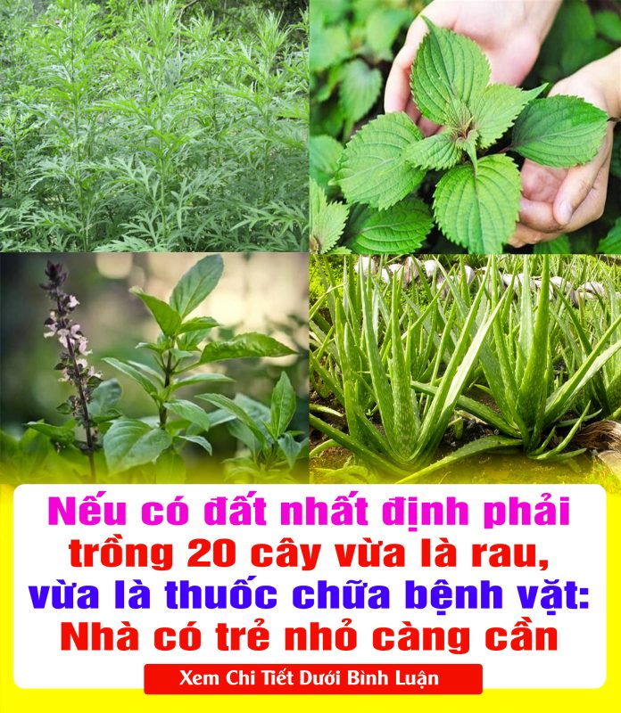Nếu có đất nhất định phải trồng 20 cây vừa là rau, vừa là thuốc chữa bệnh vặt Nhà có trẻ nhỏ càng cần