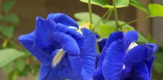 Hoa đậu biếc rất tốt cho sức khỏe nhưng có những người càng dùng càng độc, đặc biệt là 5 đối tượng này