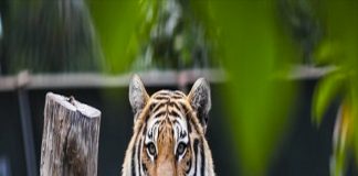 Phật Bà chỉ đích danh: 4 tuổi giàu nhất tháng 4 dương, Tiền – Tình đỏ rực hơn son