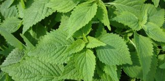 10 tác dụng của rau kinh giới đối với sức khoẻ có thể bạn chưa biết