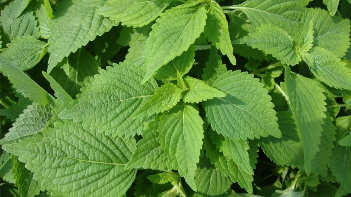 Rau-kinh-gioi-la-gi-tac-dung-cua