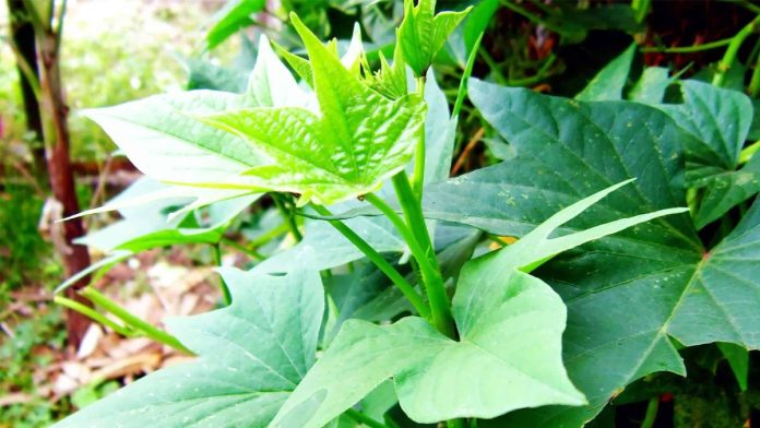 Rau-lang-dinh-duon-tac-dung-va-n