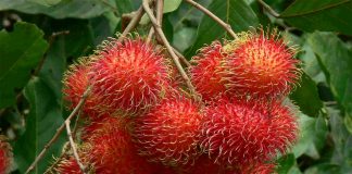 Quả chôm chôm và 8 lợi ích tuyệt vời đối với sức khỏe