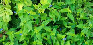 Loài rau dại xưa cho lợn ăn, mọc tua tủa sau mưa lại là đặc sản đã ngon lại cực tốt cho sức khỏe