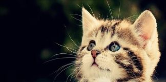 Từ ngày 17/3 trở đi, 4 tuổi chuột sa hũ nếp tiền vào như nước, ung dung tiền tự rơi vào người