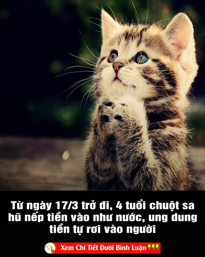 Tu-ngay-173-tro-di-4-tuoi-chuot