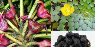 Thành phần dinh dưỡng và các công dụng chữa bệnh bất ngờ của củ ấu