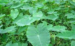 Lợi và hại khi ăn dọc mùng ai cũng cần biết