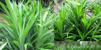 Cây lá dứa (cơm nếp) có tác dụng gì với sức khỏe?