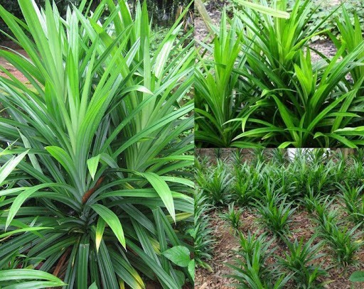 X7WjK_FjpnPZxSqXoLVZogzswOeaJf7z