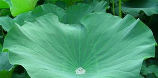 Hàng loạt công dụng chữa bệnh bất ngờ của lá sen