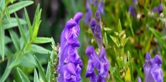 BÁN CHI LIÊN CÓ CÔNG DỤNG NHƯ THẾ NÀO ĐỐI VỚI SỨC KHỎE?