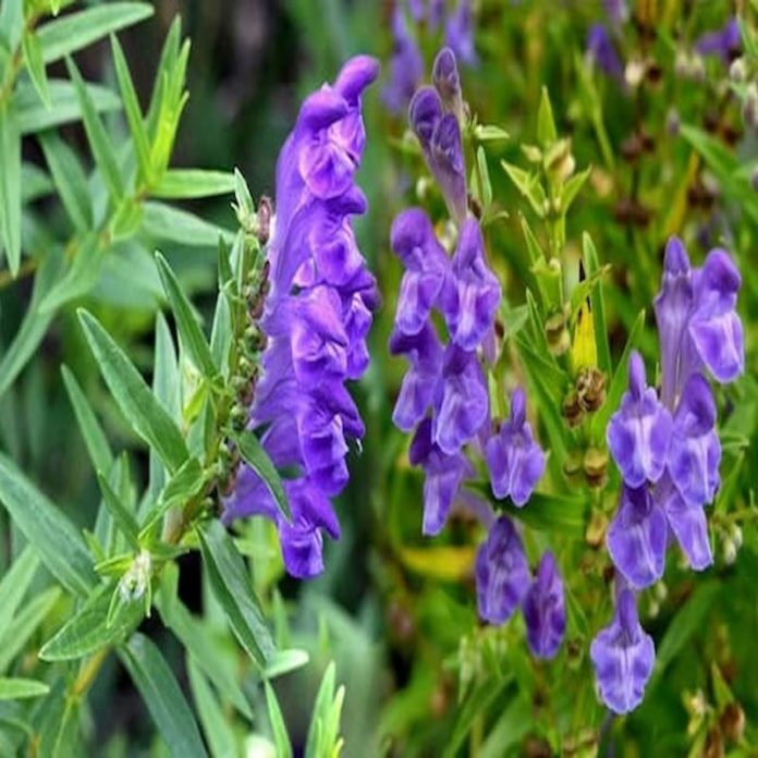 ban-chi-lien-la-gi-1