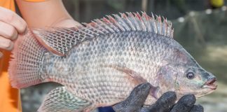 Loại cá không thể nuôi bằng cám tăng trọng, đi chợ thấy đừng tiếc tiền mua