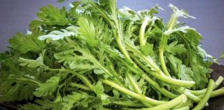 Tác dụng chữa bệnh tuyệt vời của cải cúc vào mùa đông như một vị thuốc quý