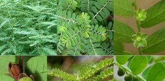 Đừng bỏ qua tác dụng ít ai biết của cây chó đẻ răng cưa