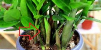 Cây Kim Tiền “m:ê m:ệt” 3 thứ này: Thả vào nuôi cây lá m:ơn m:ởn, sớm ra hoa là ti:ền về như nước