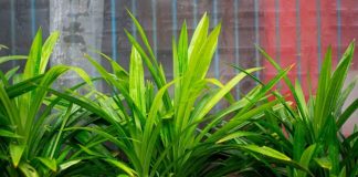 Cây lá dứa (cơm nếp) có tác dụng gì với sức khỏe?